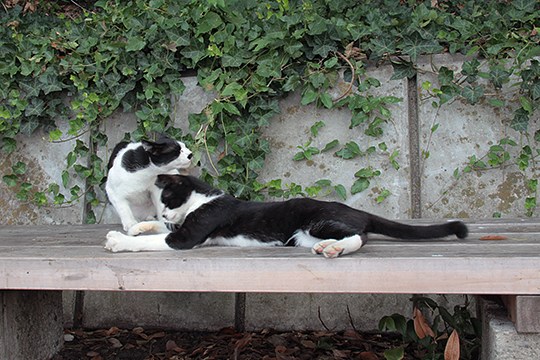 太田区のねこ