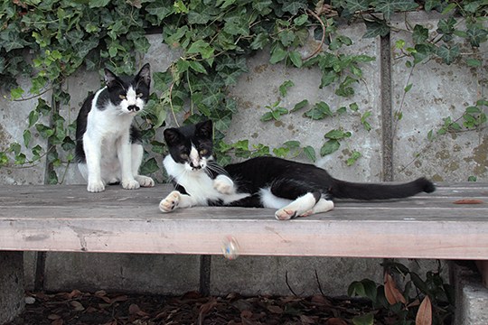 太田区のねこ