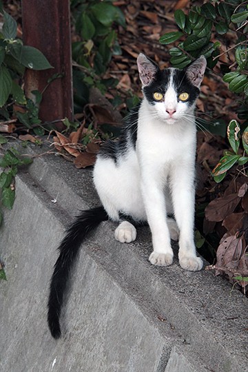 太田区のねこ