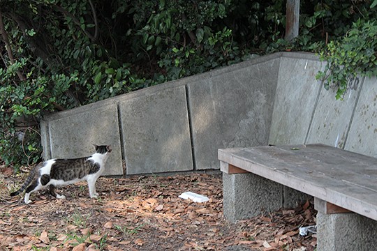 太田区のねこ