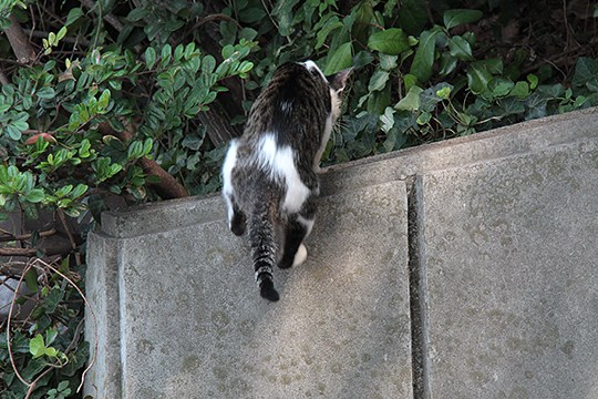 太田区のねこ