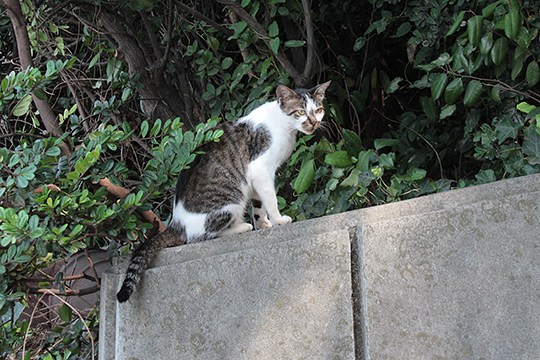 太田区のねこ