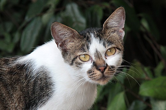 太田区のねこ