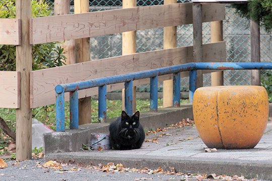 太田区のねこ
