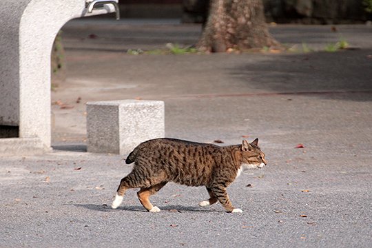太田区のねこ