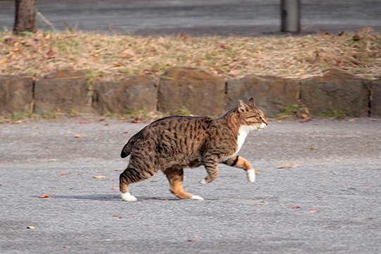 太田区のねこ
