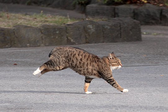 太田区のねこ