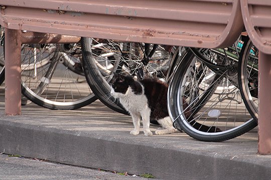 太田区のねこ