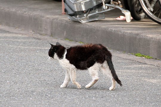 太田区のねこ