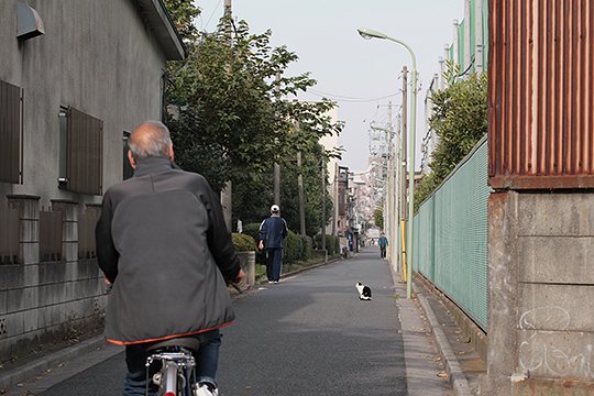 太田区のねこ