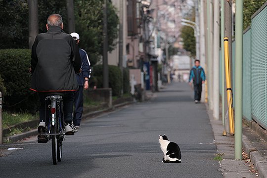 太田区のねこ