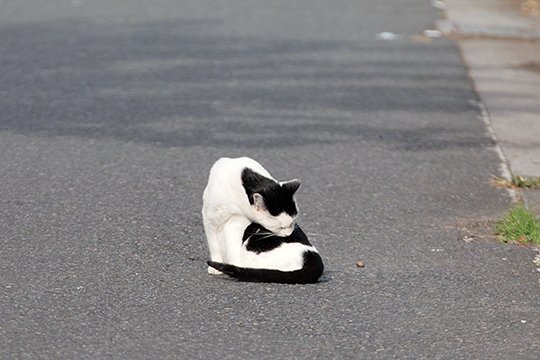 太田区のねこ