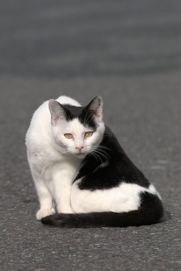 太田区のねこ