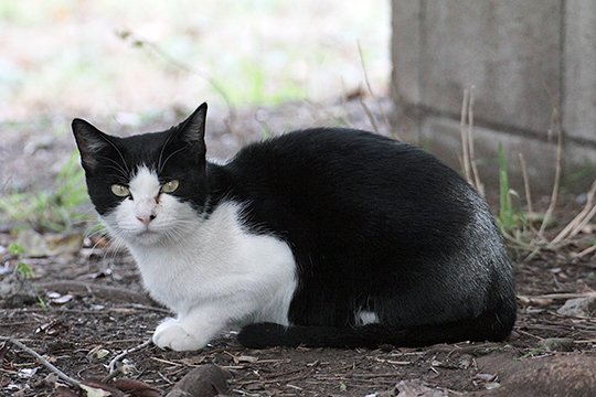 太田区のねこ