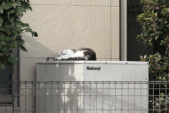 太田区のねこ