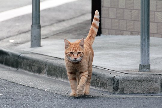 太田区のねこ