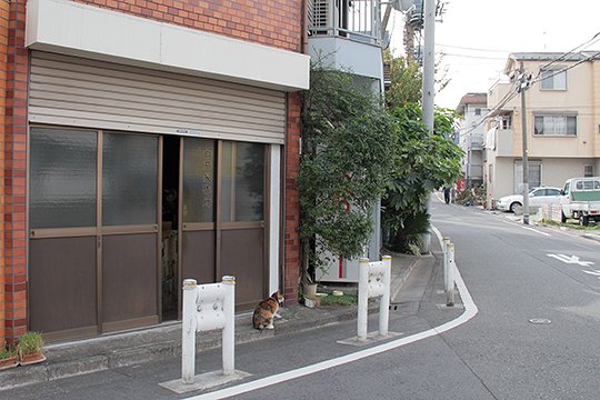 太田区のねこ