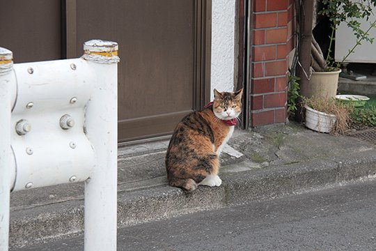 太田区のねこ