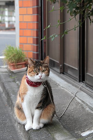 太田区のねこ