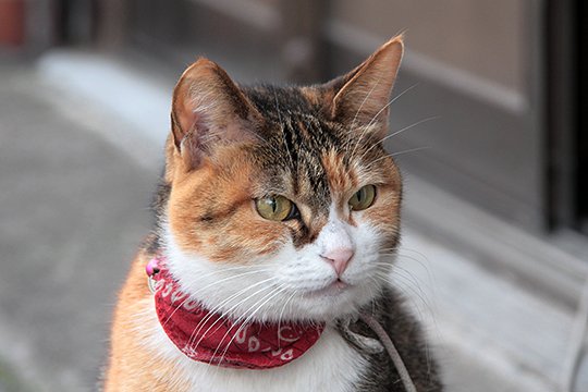 太田区のねこ
