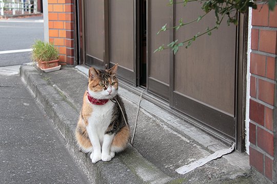 太田区のねこ