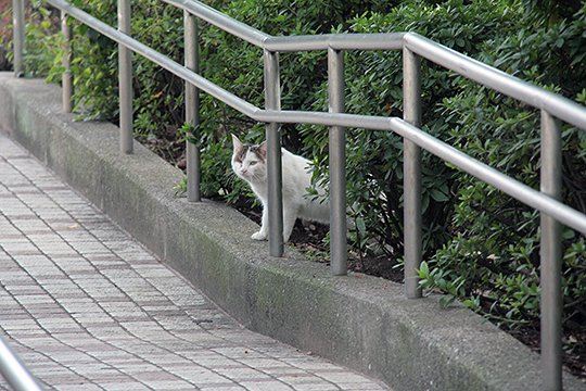太田区のねこ
