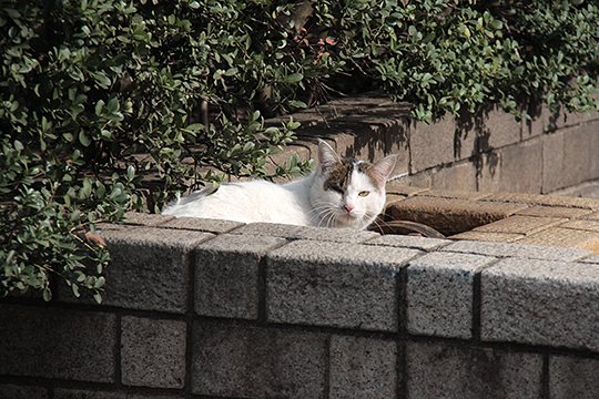 太田区のねこ