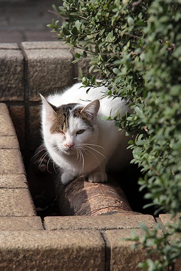 太田区のねこ