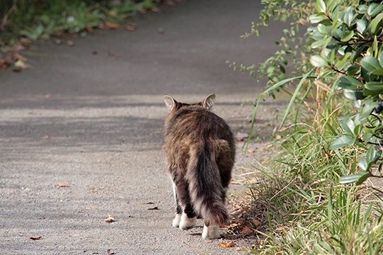 太田区のねこ
