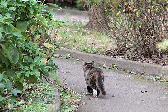 太田区のねこ