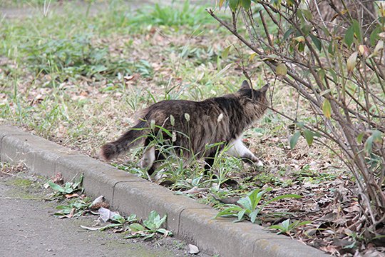 太田区のねこ