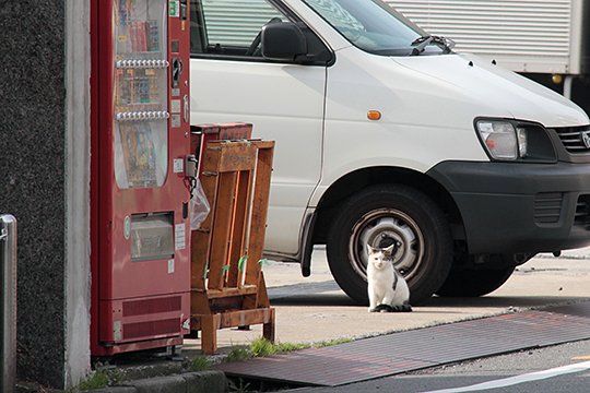 太田区のねこ