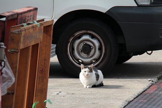 太田区のねこ