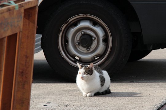 太田区のねこ