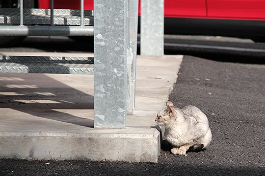 太田区のねこ