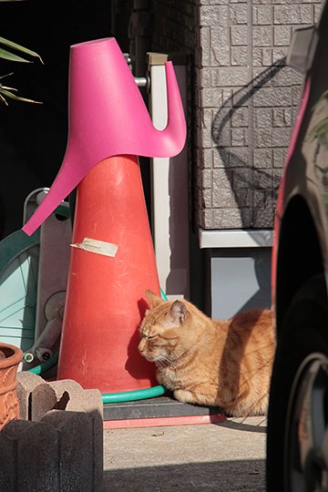 太田区のねこ