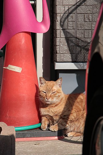 太田区のねこ