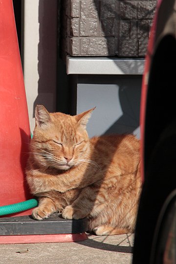 太田区のねこ