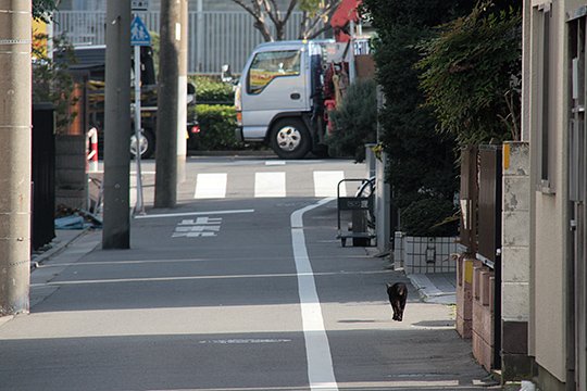 太田区のねこ