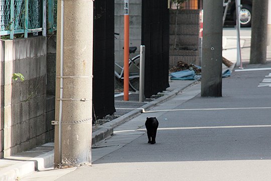 太田区のねこ