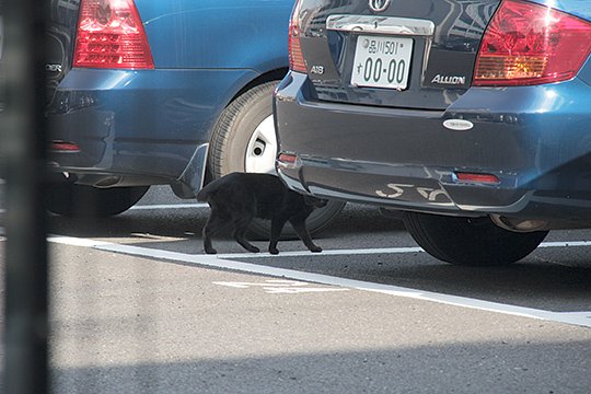 太田区のねこ