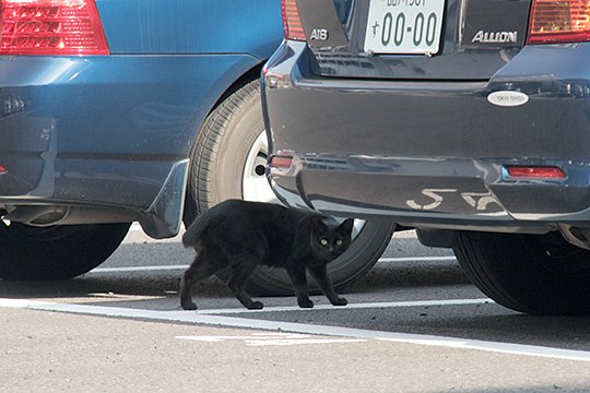 太田区のねこ