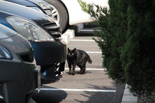 太田区のねこ