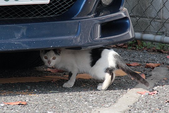 太田区のねこ