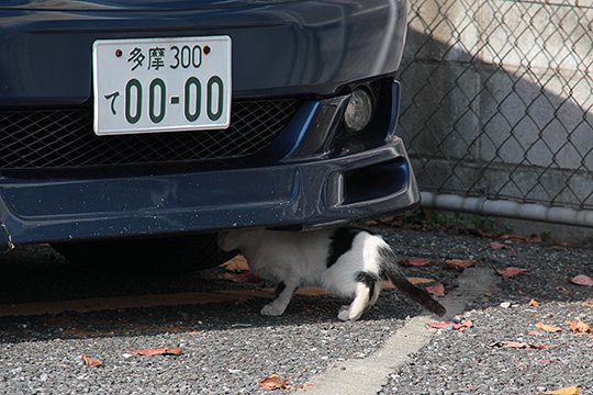 太田区のねこ