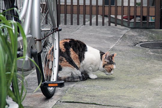 太田区のねこ