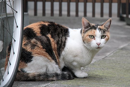 太田区のねこ