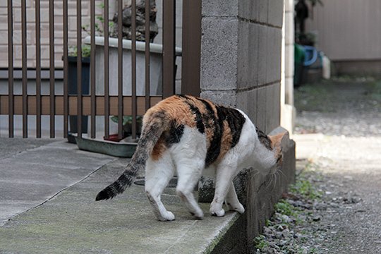 太田区のねこ