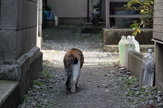 太田区のねこ