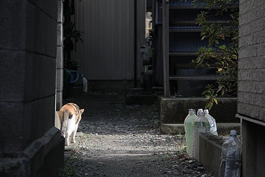 太田区のねこ